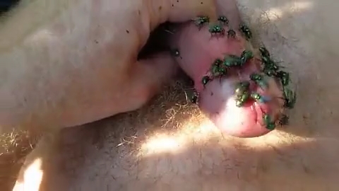 緑のハエが興奮した動物園のビデオの雄鶏の周りに立ち往生